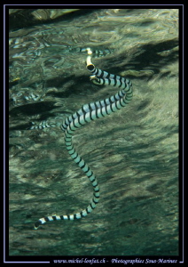 Sea snake--- by Michel Lonfat 